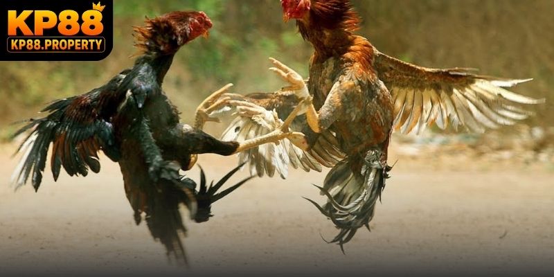 Bí quyết quan sát phong độ khi theo dõi các trận đá gà CPC trực tiếp