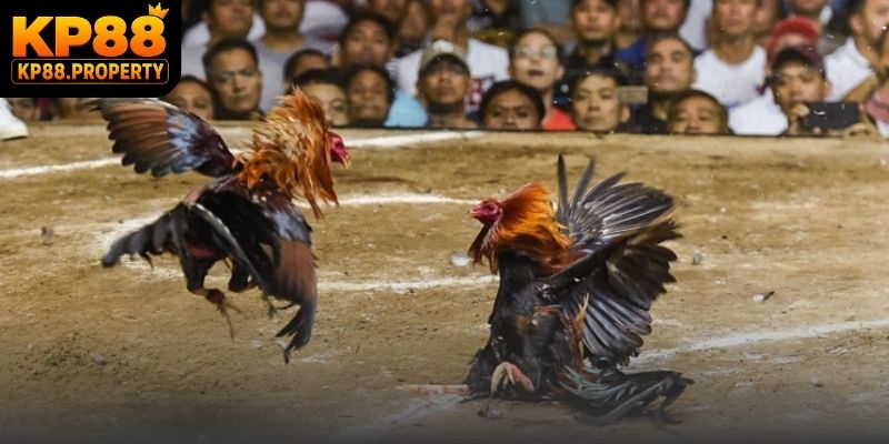 Trải nghiệm dịch vụ theo dõi đá gà CPC chuyên nghiệp và an toàn tuyệt đối