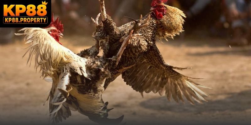 Màn so tài đá gà Thomo trực tiếp rực lửa với những đòn đánh mãn nhãn